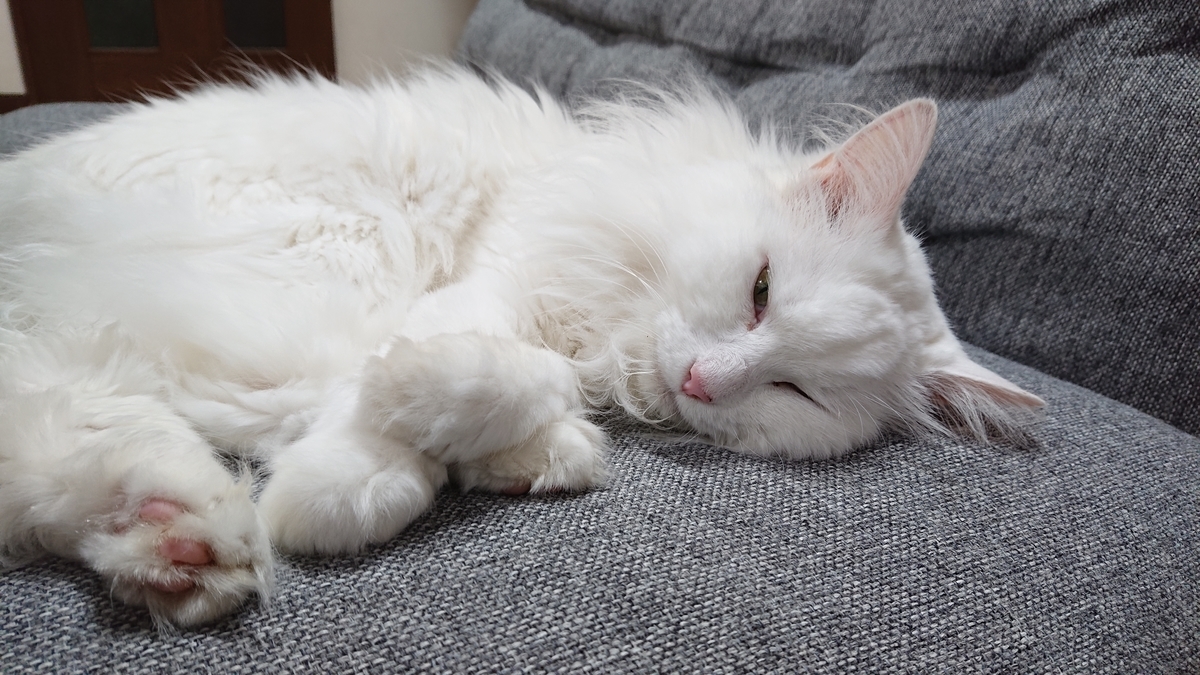 f:id:nekonohanashi:20190702194640j:plain:w350