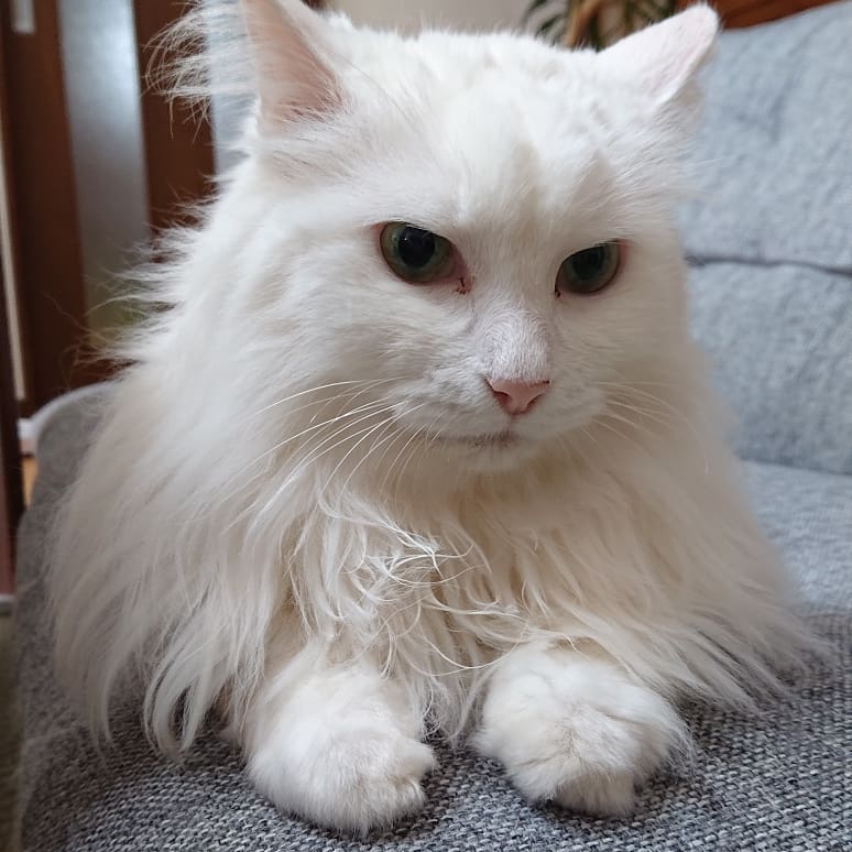 f:id:nekonohanashi:20190703215646j:plain:w350