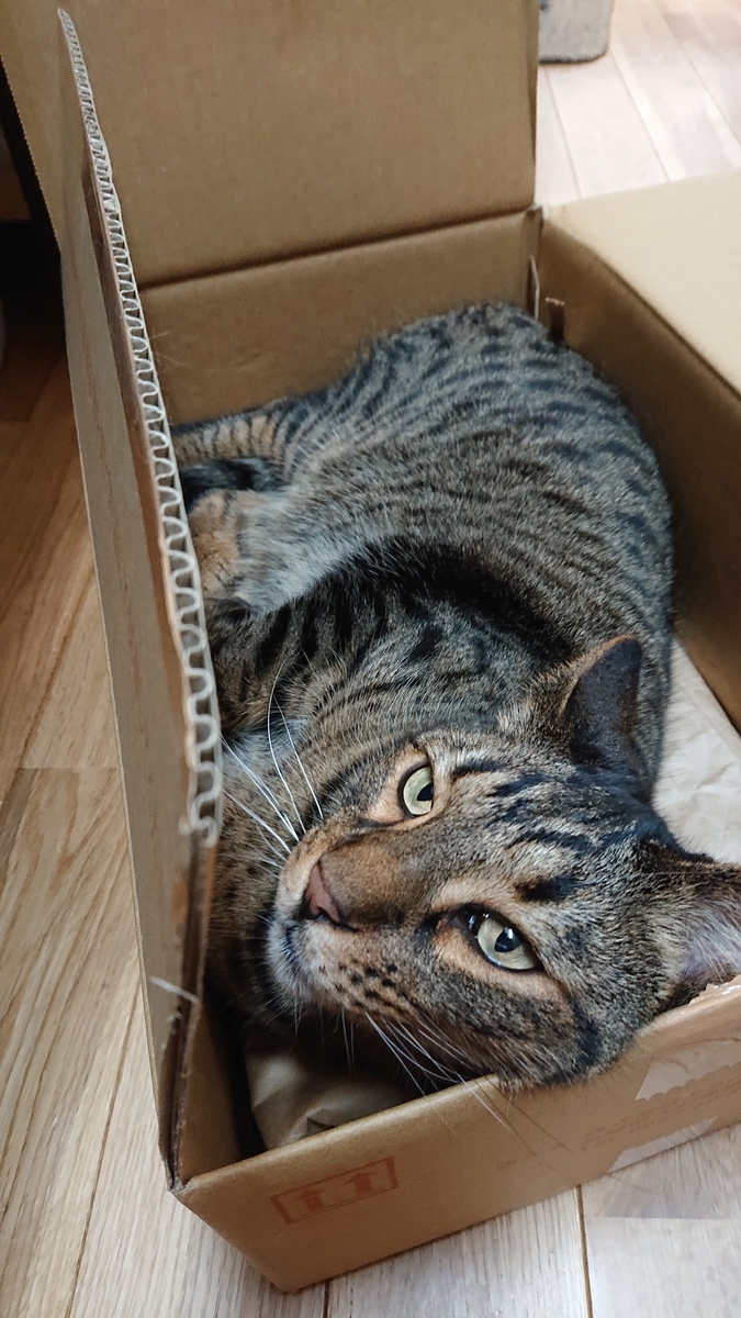 f:id:nekonohanashi:20190705130251j:plain:w300