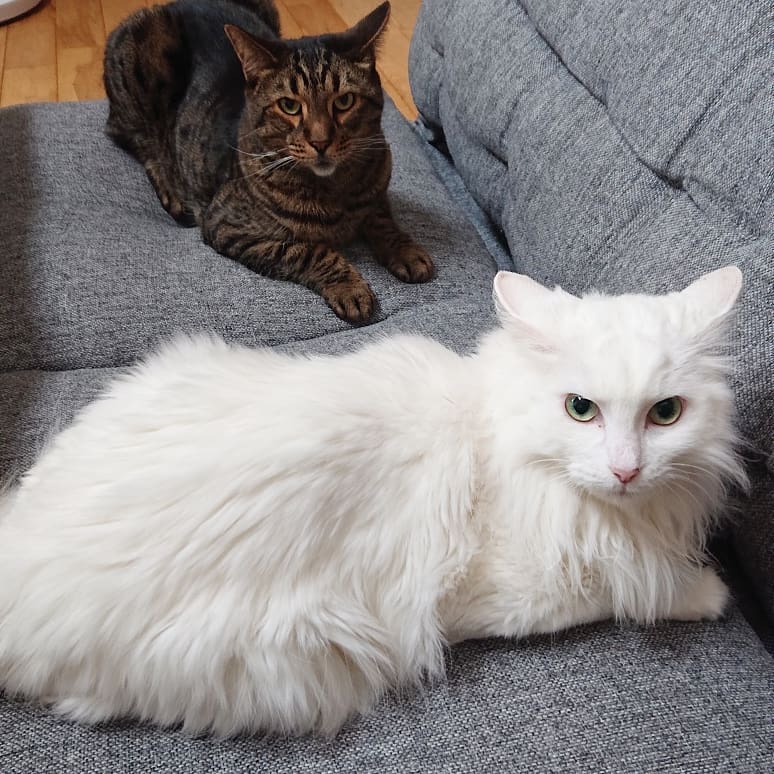 f:id:nekonohanashi:20190707100650j:plain:w350