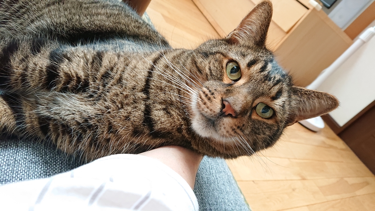 f:id:nekonohanashi:20190712163923j:plain:w350