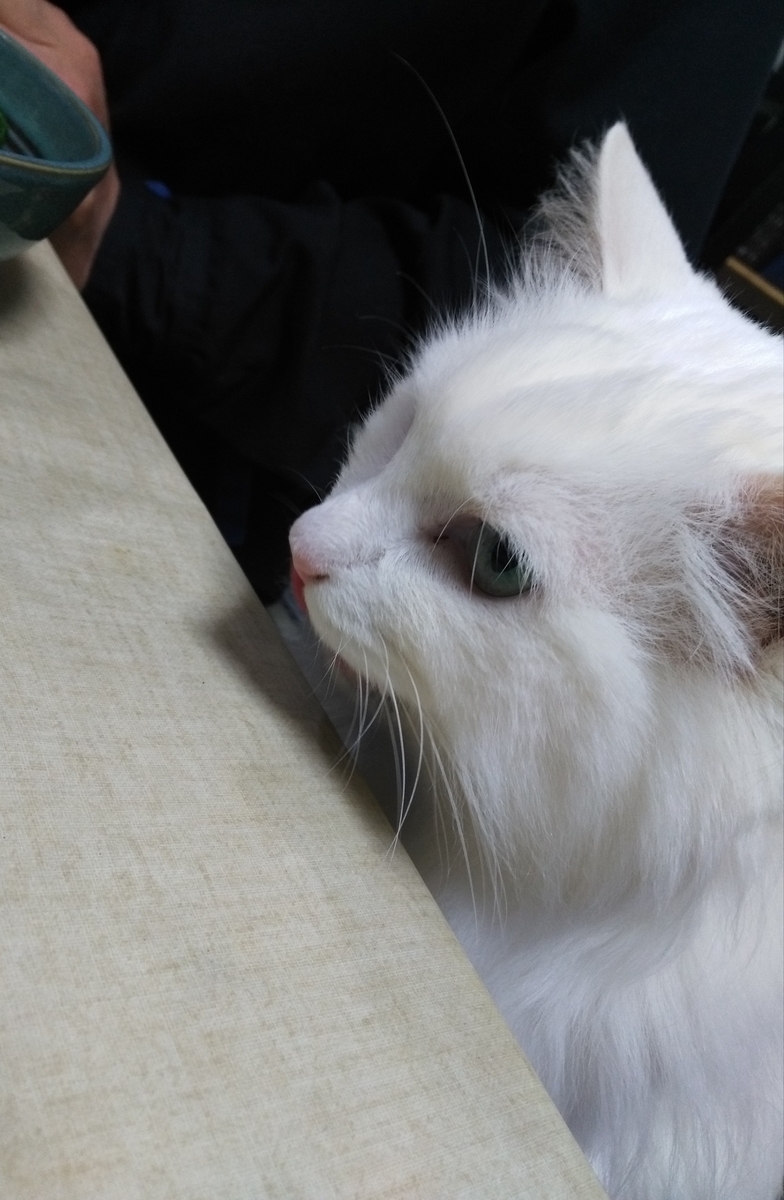 f:id:nekonohanashi:20190713215354j:plain:w300