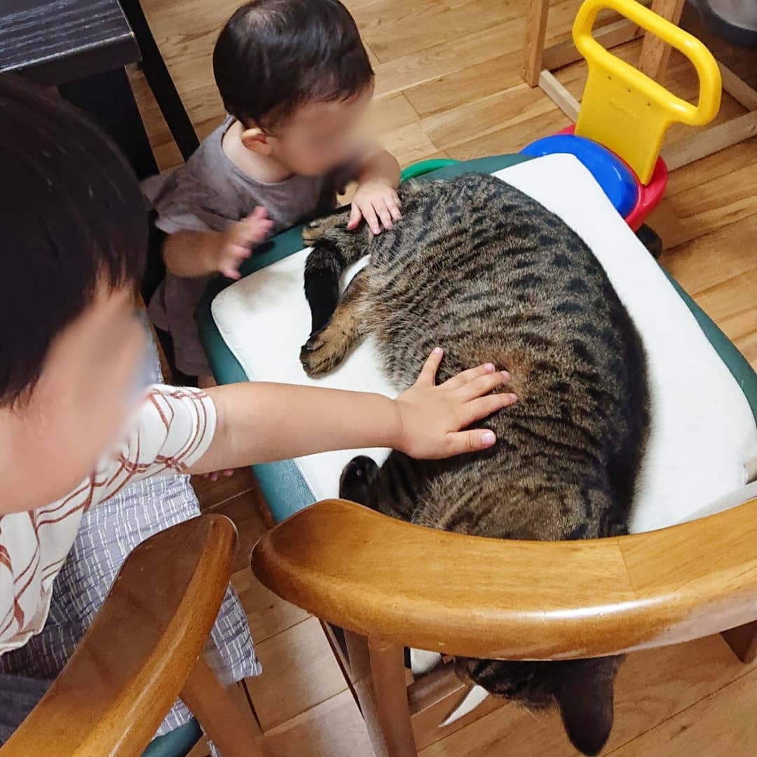 f:id:nekonohanashi:20190722110841j:plain:w350