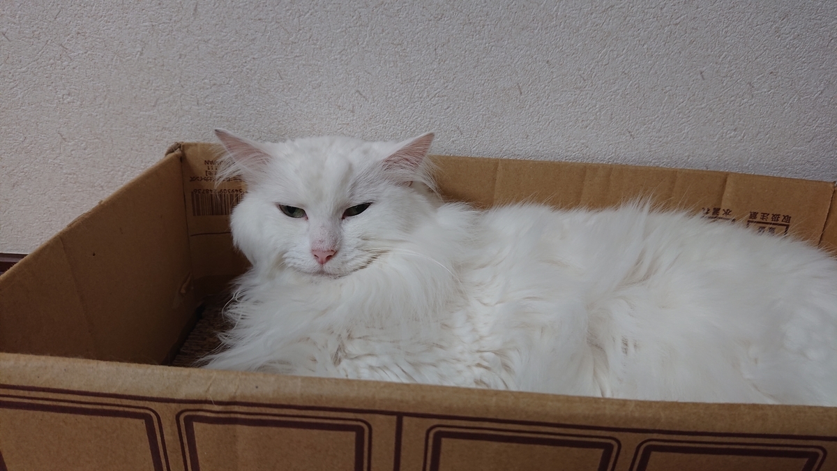 f:id:nekonohanashi:20190725101145j:plain:w350