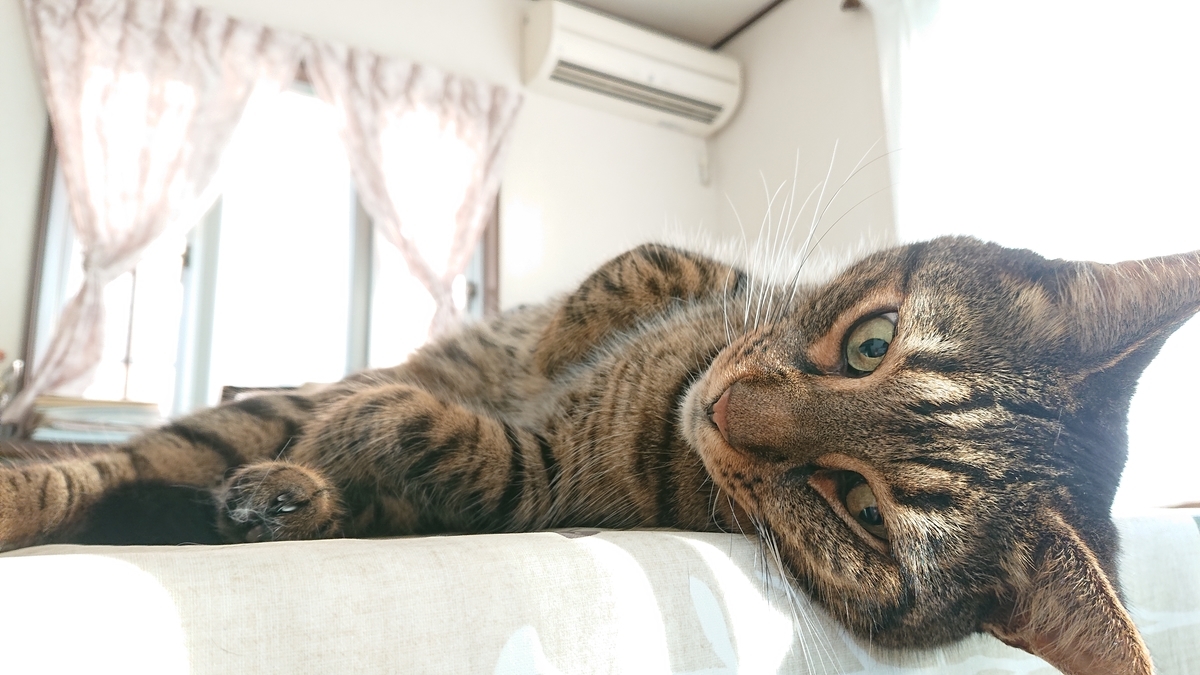 f:id:nekonohanashi:20190727173354j:plain:w350