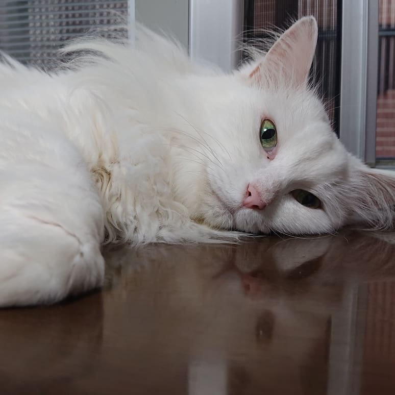 f:id:nekonohanashi:20190729133042j:plain:w350