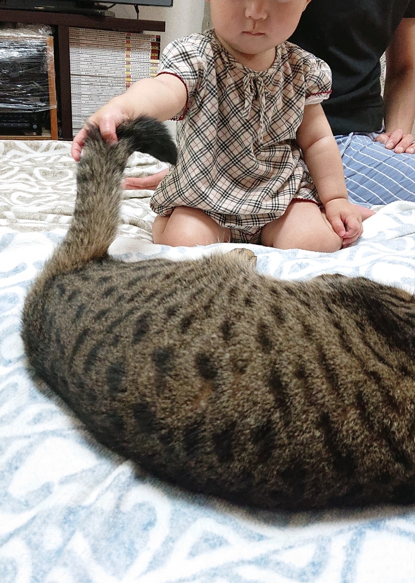 f:id:nekonohanashi:20190803094828j:plain:w350