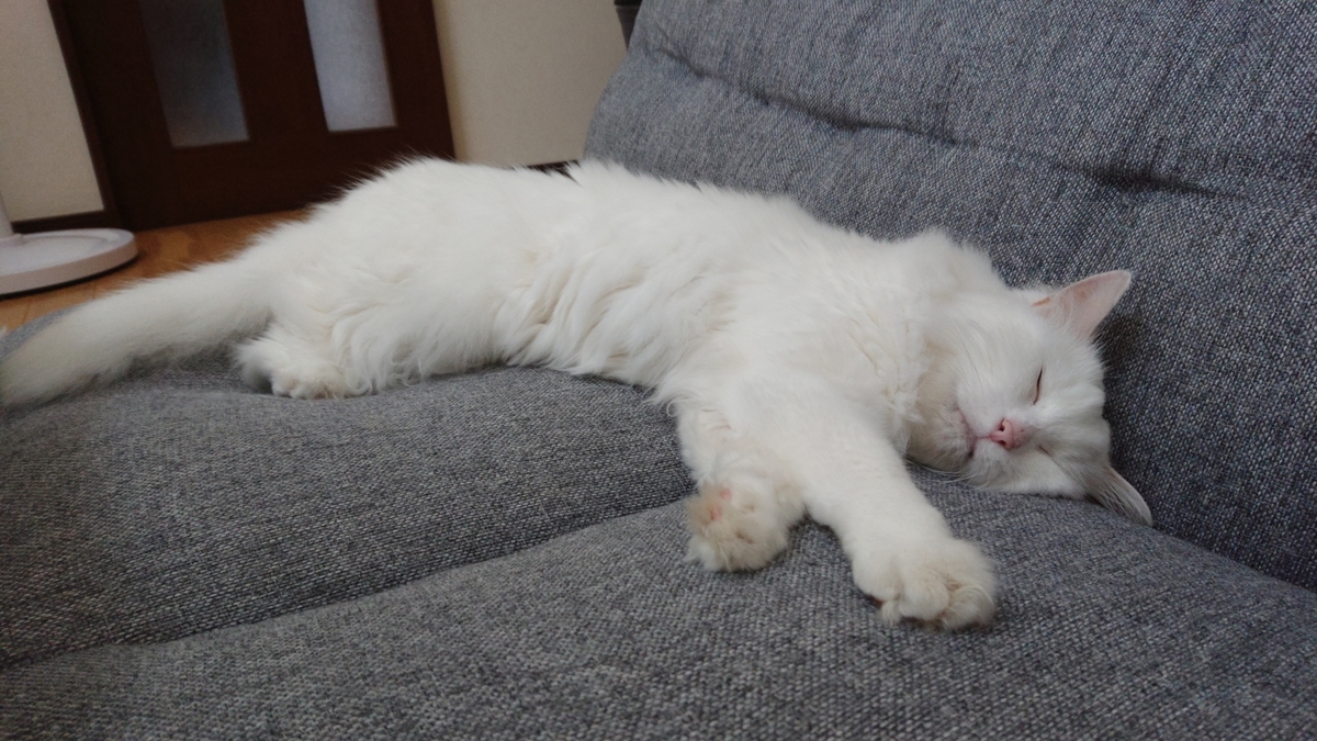 f:id:nekonohanashi:20190806074421j:plain:w350 f:id:nekonohanashi:20190806074421j:plain:w350