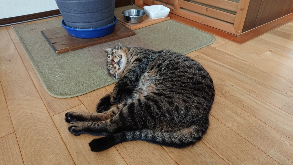 f:id:nekonohanashi:20190808145101j:plain:w350 f:id:nekonohanashi:20190808145101j:plain:w350