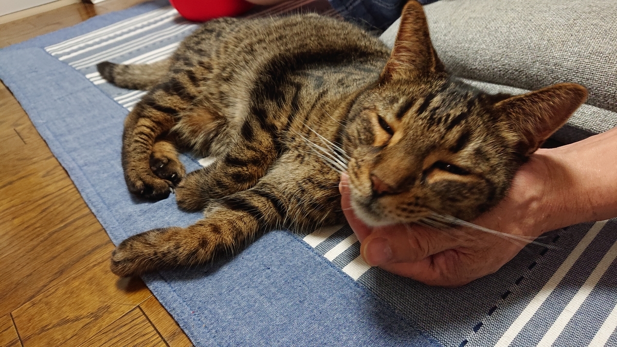 f:id:nekonohanashi:20190810190954j:plain:w350