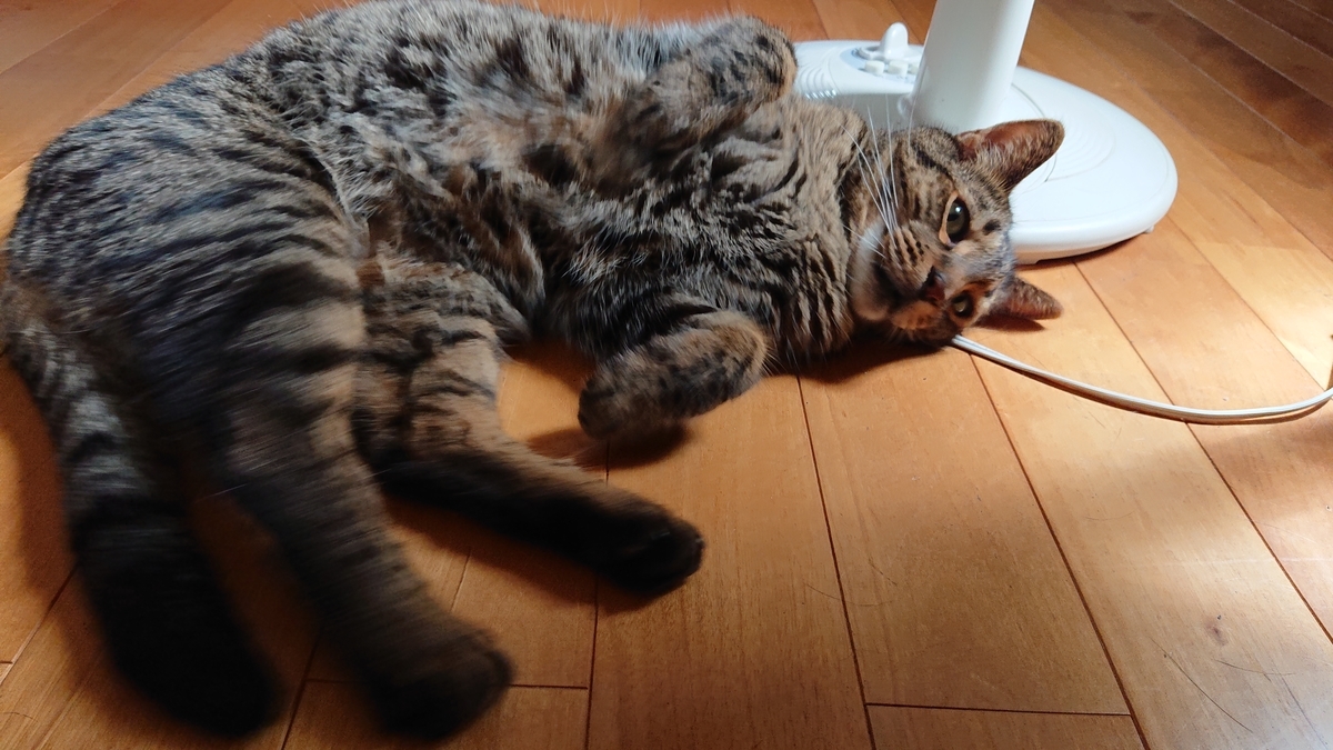 f:id:nekonohanashi:20190815094125j:plain:w350