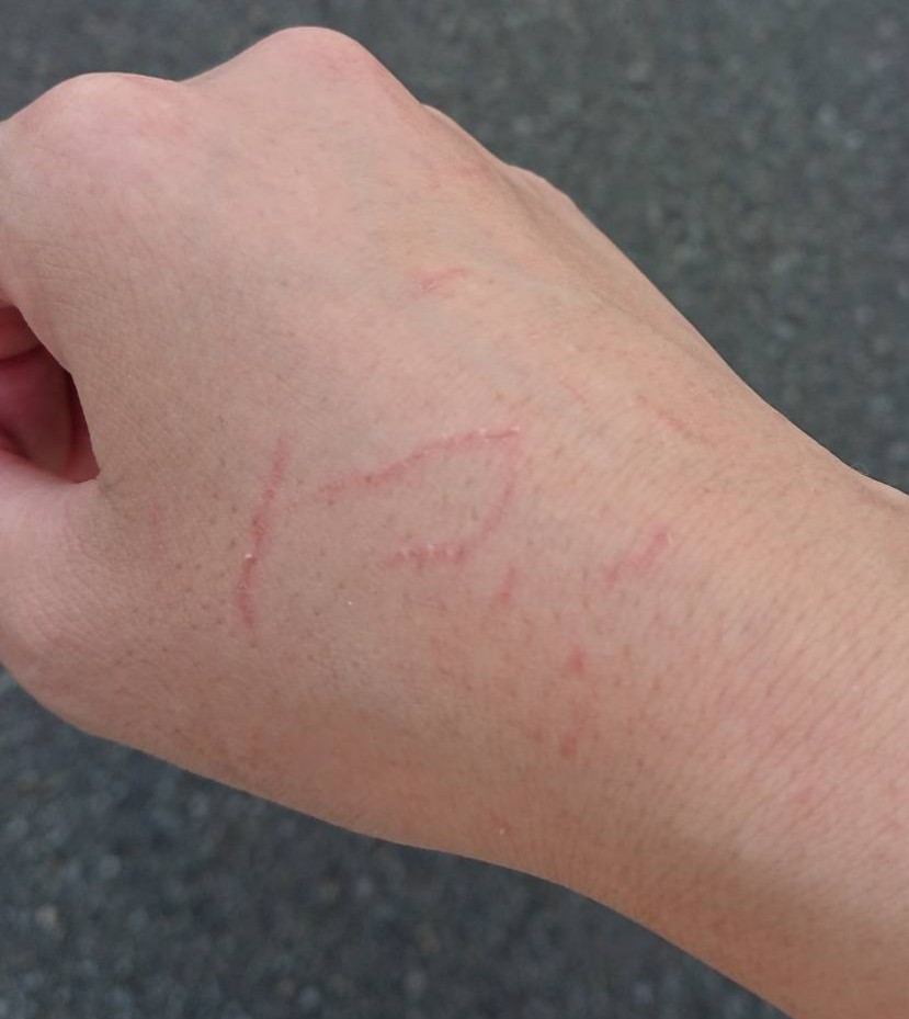 f:id:nekonohanashi:20190815095227j:plain:w300