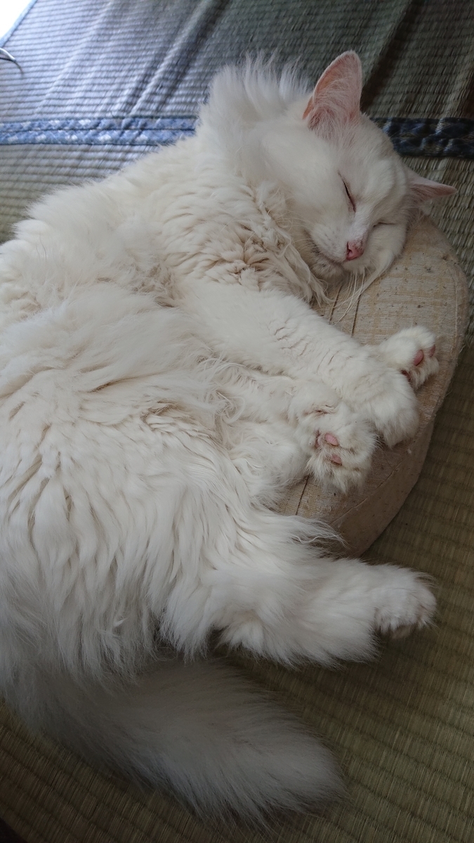 f:id:nekonohanashi:20190817074546j:plain:w250