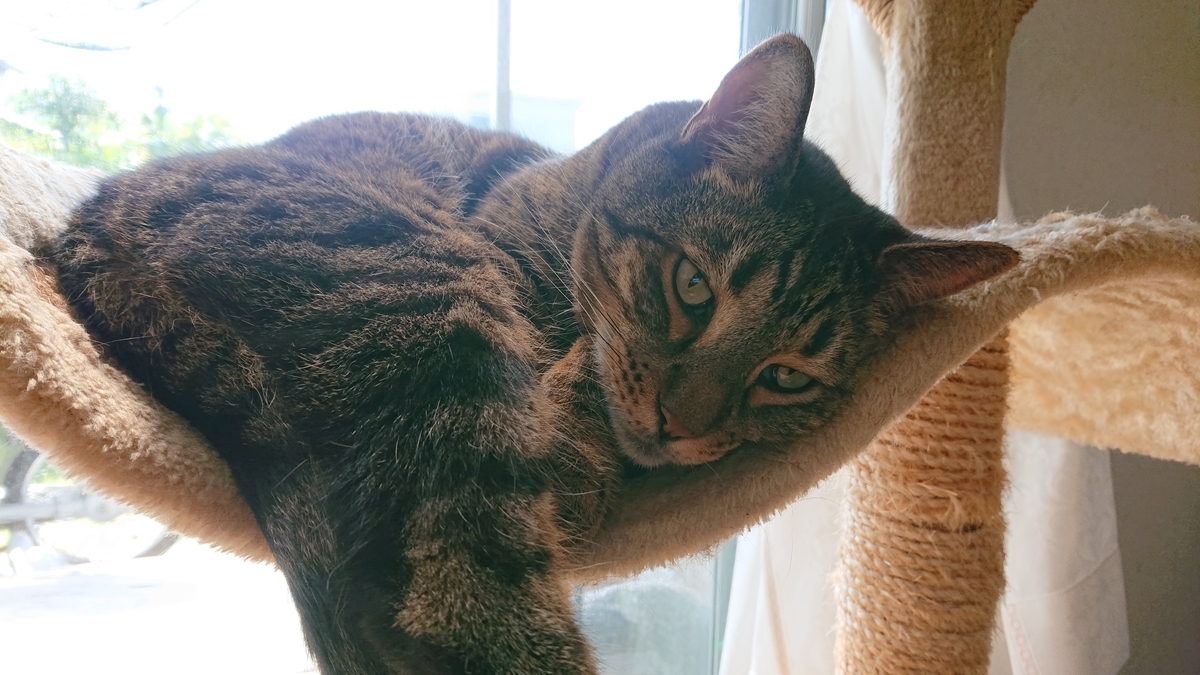 f:id:nekonohanashi:20190817132219j:plain:w350