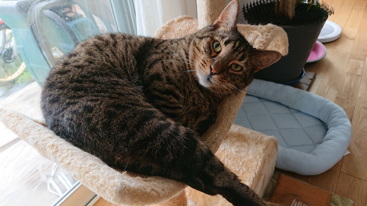 f:id:nekonohanashi:20190823103009j:plain:w350
