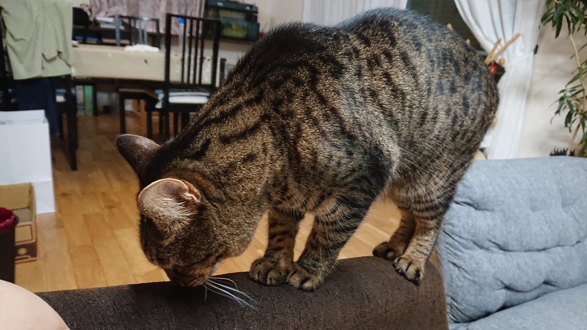 f:id:nekonohanashi:20190823183546j:plain:w350