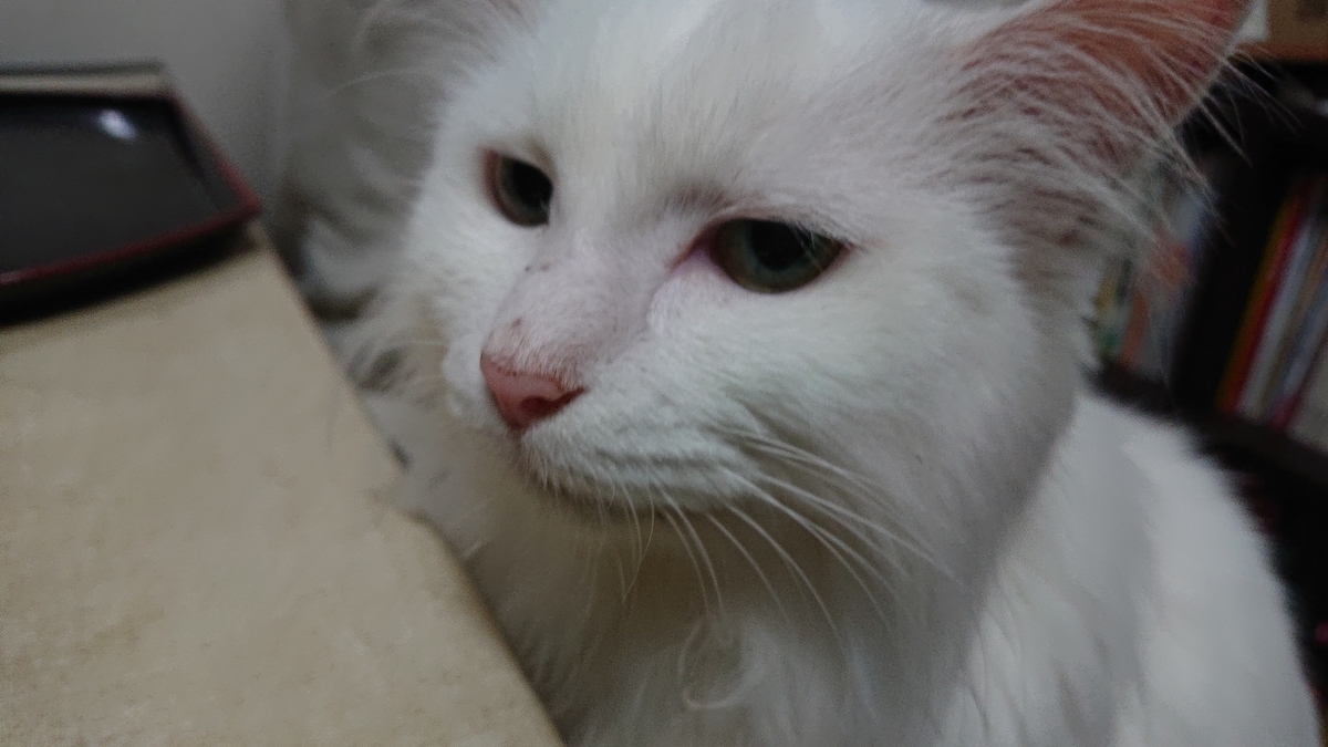 f:id:nekonohanashi:20190831175924j:plain:w350