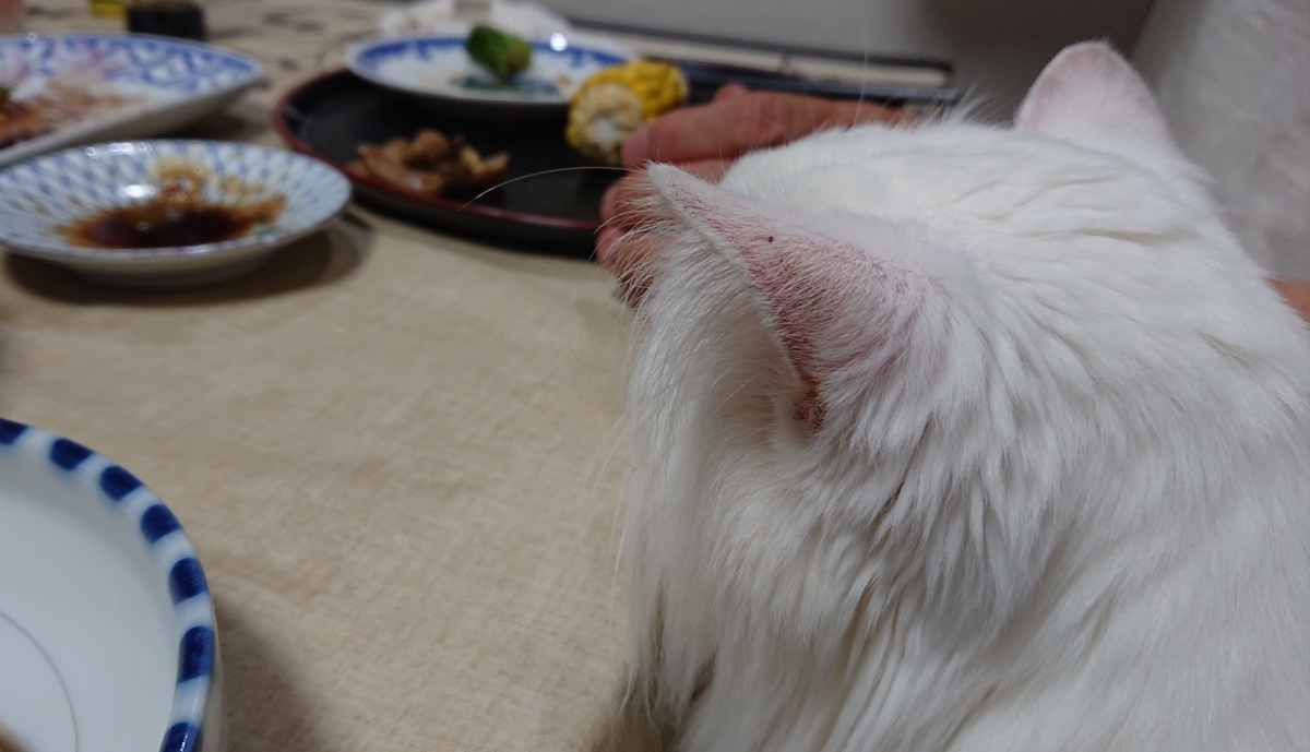 f:id:nekonohanashi:20190831210741j:plain:w350