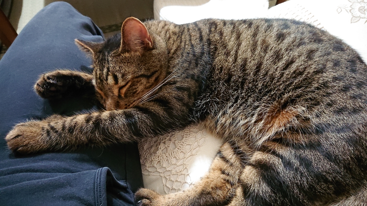 f:id:nekonohanashi:20190831211423j:plain:w350