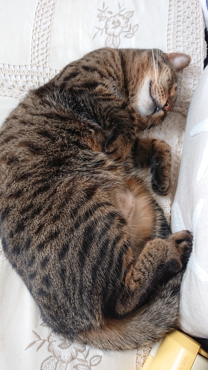 f:id:nekonohanashi:20190909104949j:plain:w300