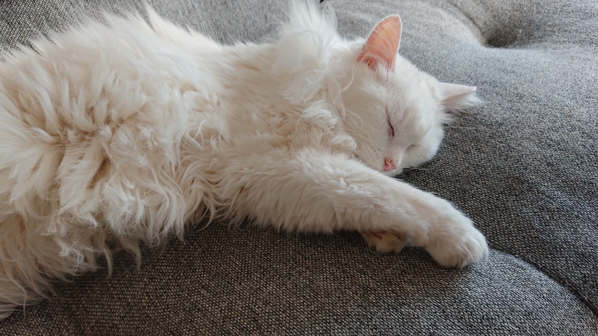 f:id:nekonohanashi:20190909154349j:plain:w350