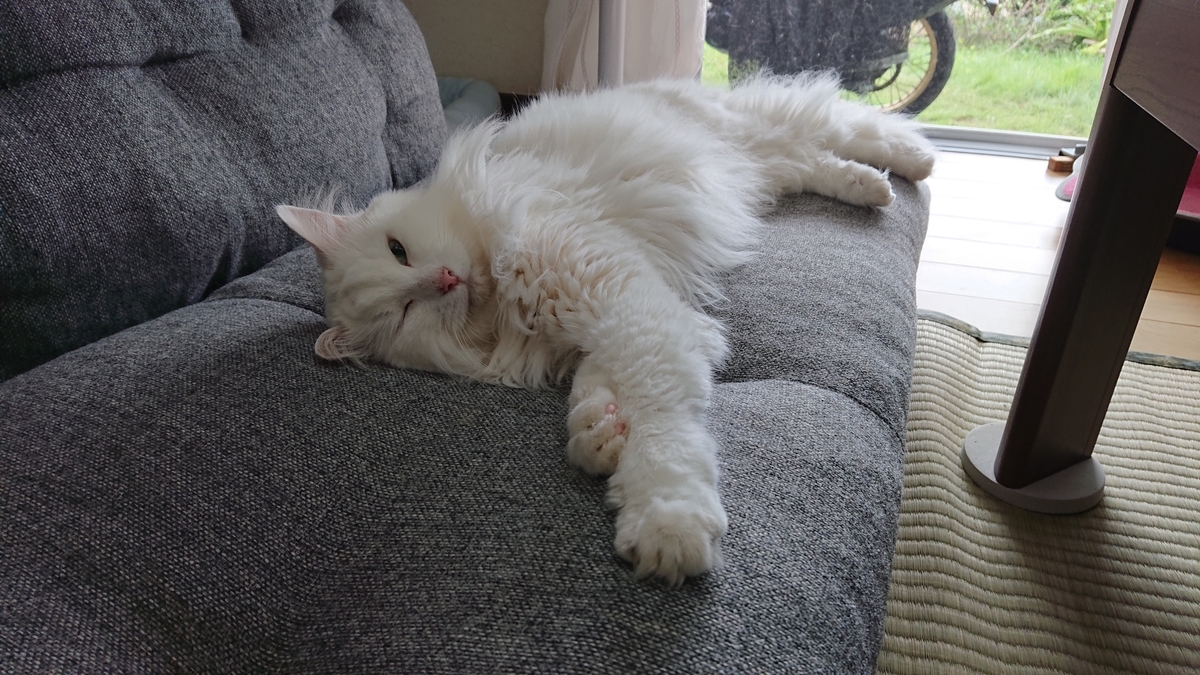 f:id:nekonohanashi:20190911073453j:plain:w350