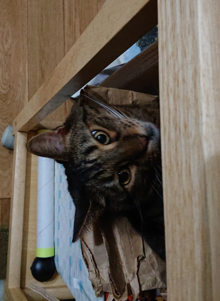 f:id:nekonohanashi:20190912222306j:plain:w350