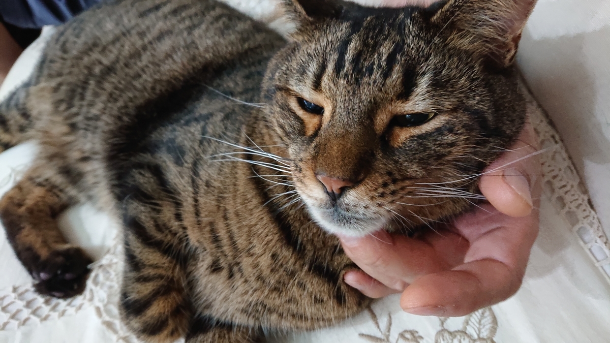 f:id:nekonohanashi:20190916070533j:plain:w350