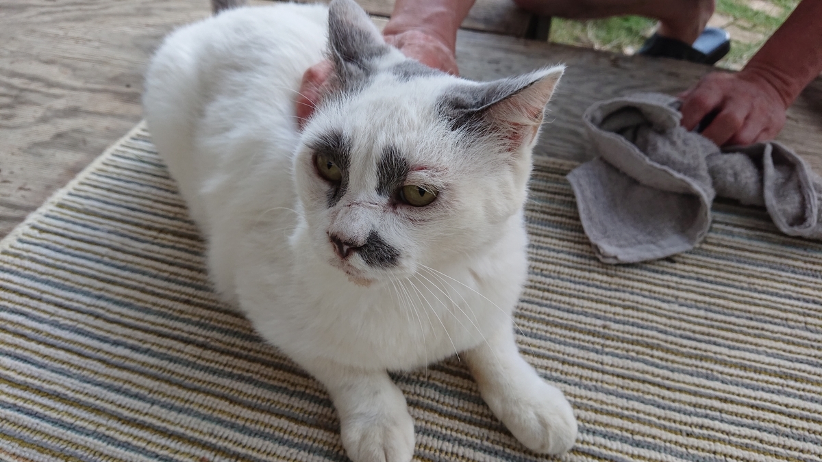 f:id:nekonohanashi:20190924170256j:plain:w350