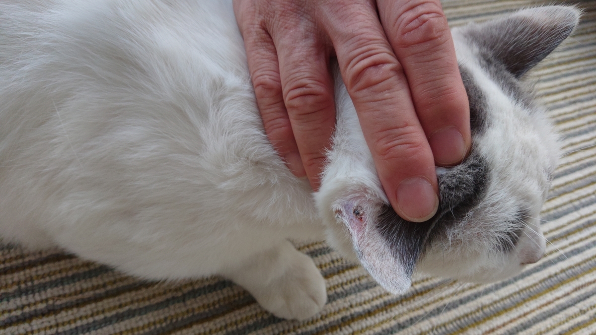 f:id:nekonohanashi:20190924170301j:plain:w350