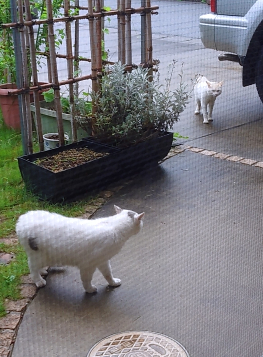 f:id:nekonohanashi:20190927210252j:plain:w350