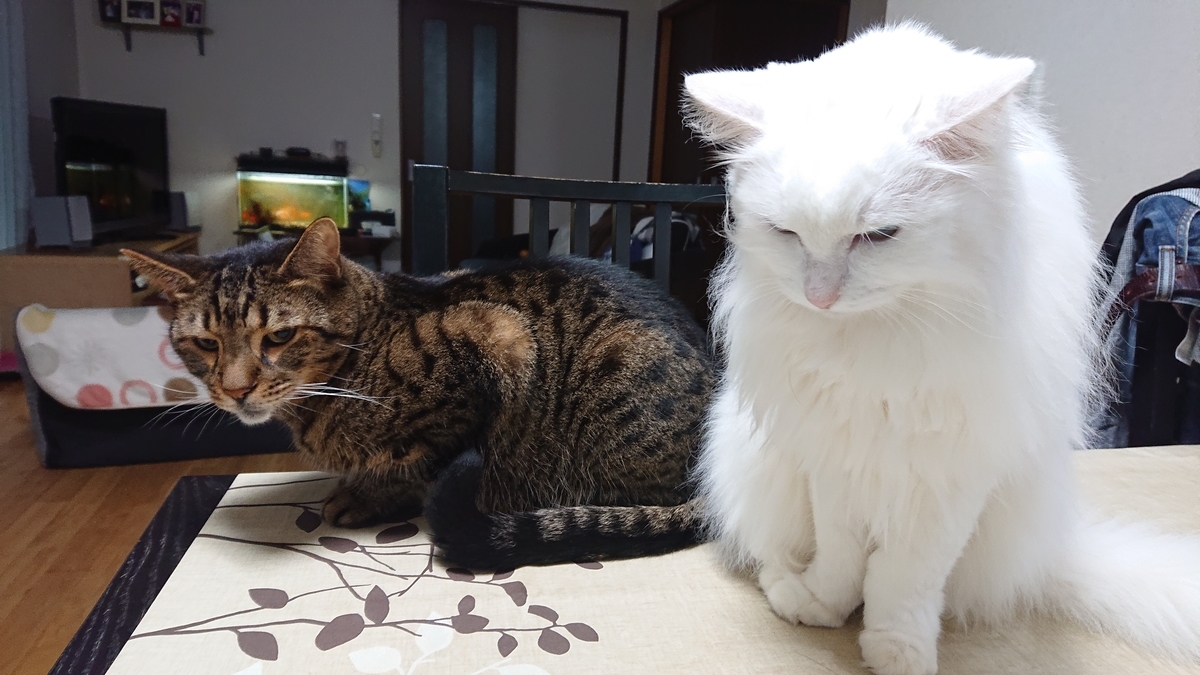 f:id:nekonohanashi:20191012064125j:plain:w350