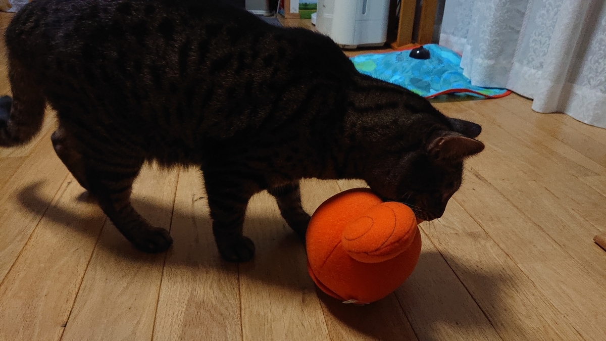 f:id:nekonohanashi:20191031222825j:plain:w350 f:id:nekonohanashi:20191031222825j:plain:w350