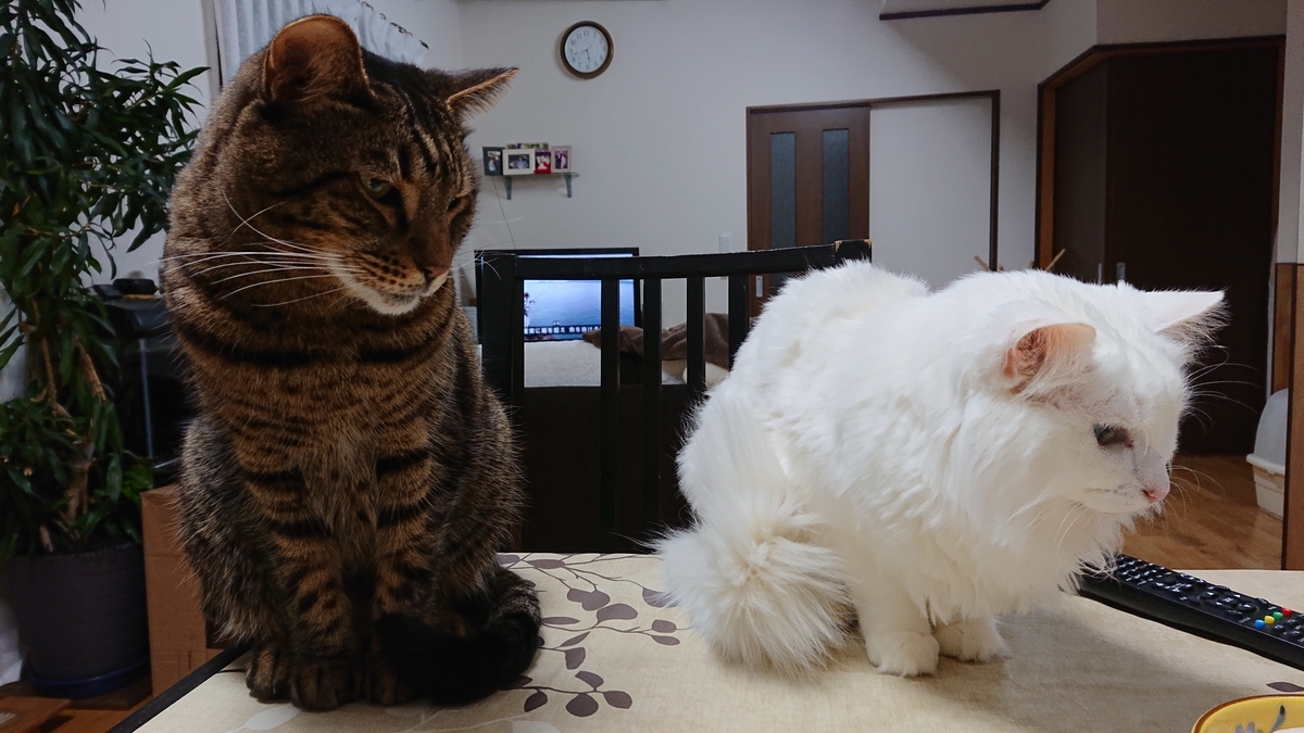 f:id:nekonohanashi:20191130174238j:plain:w350 f:id:nekonohanashi:20191130174238j:plain:w350