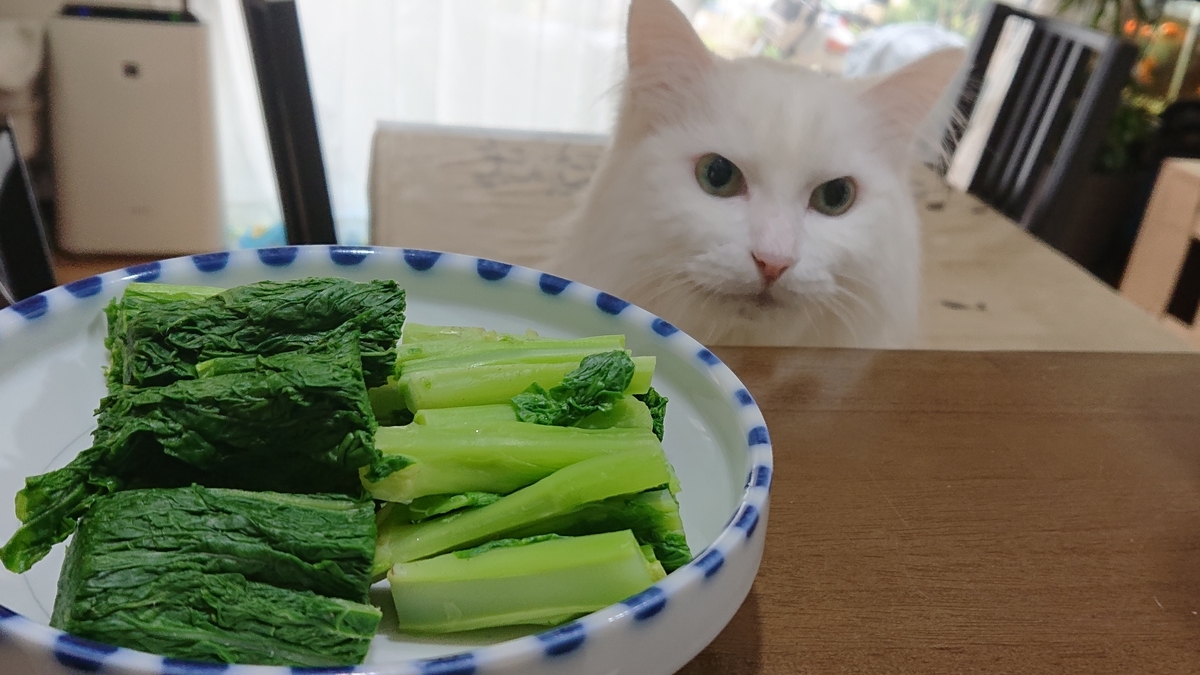 f:id:nekonohanashi:20191217104709j:plain:w350