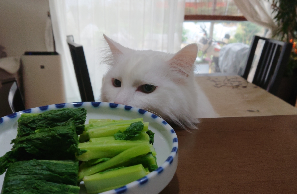 f:id:nekonohanashi:20191217142159j:plain:w350