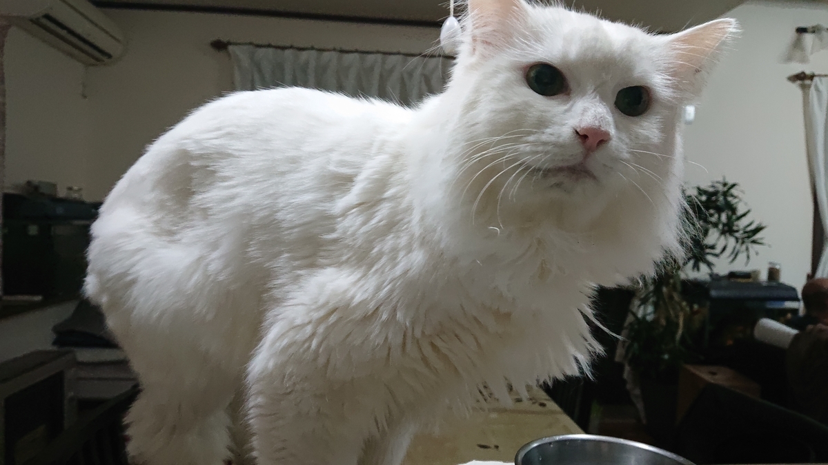 f:id:nekonohanashi:20191217173254j:plain:w350