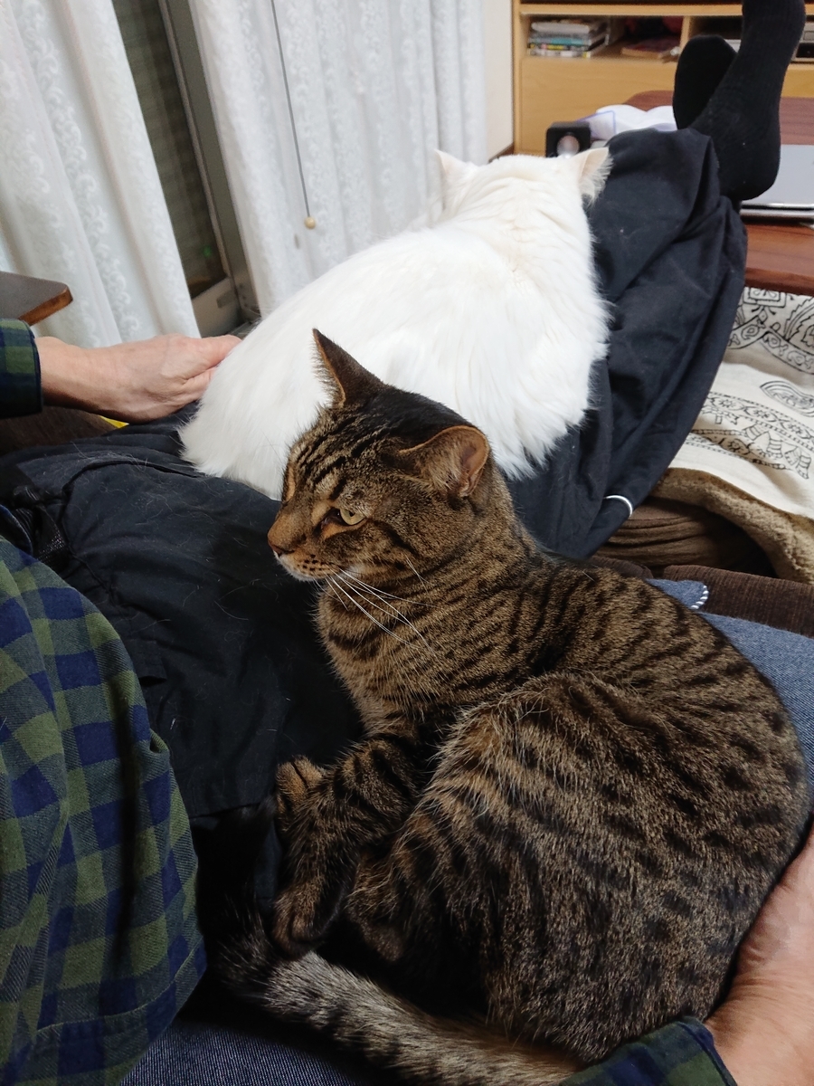 f:id:nekonohanashi:20200119170657j:plain:w350