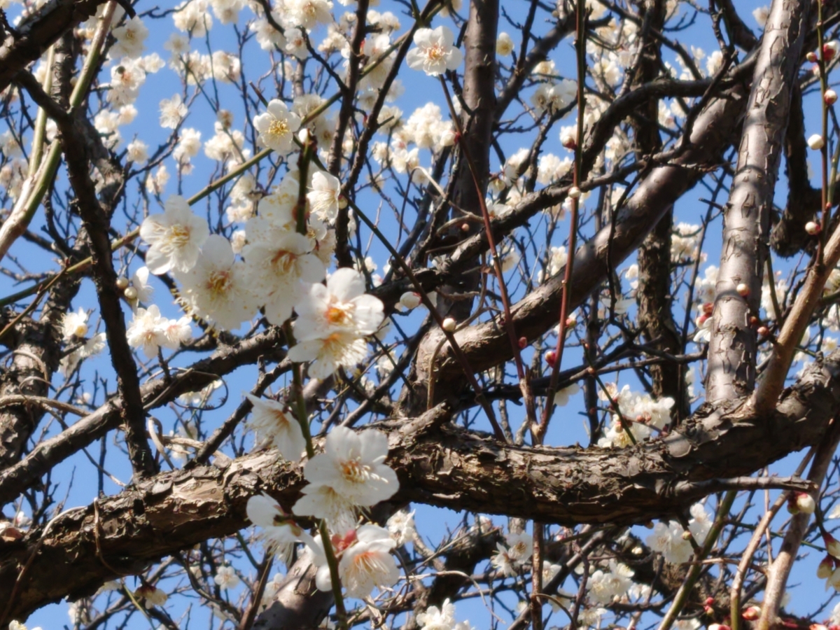 f:id:nekonohanashi:20200203103850j:plain:w350