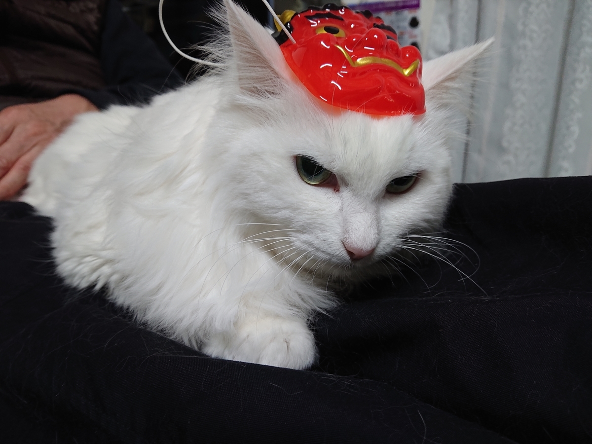 f:id:nekonohanashi:20200203181224j:plain:w350