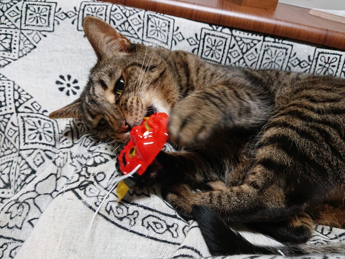 f:id:nekonohanashi:20200203191717j:plain:w350