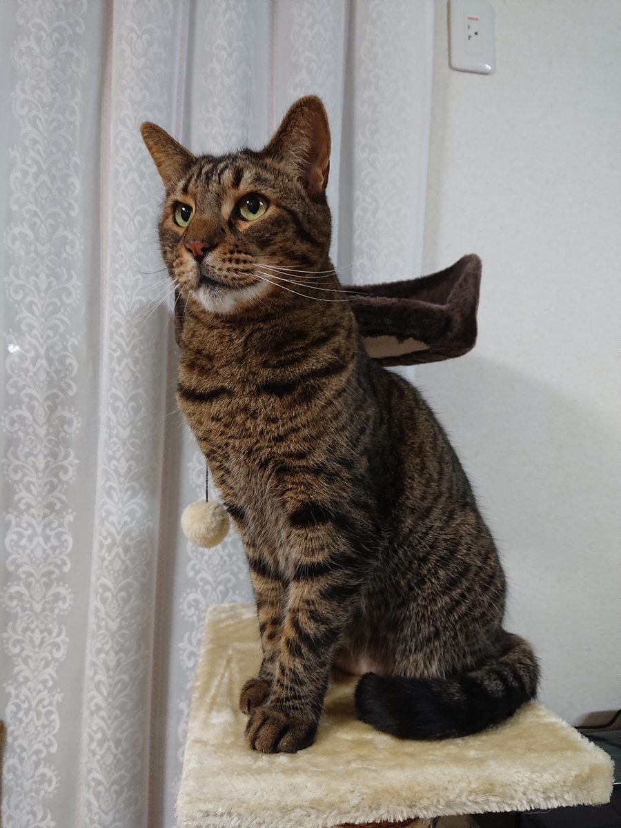 f:id:nekonohanashi:20200212180945j:plain:w300