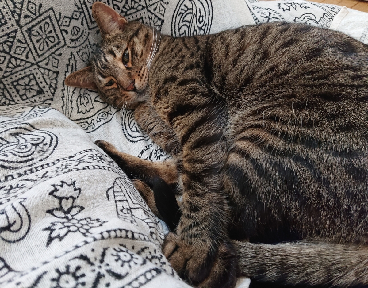 f:id:nekonohanashi:20200220210900j:plain:w350