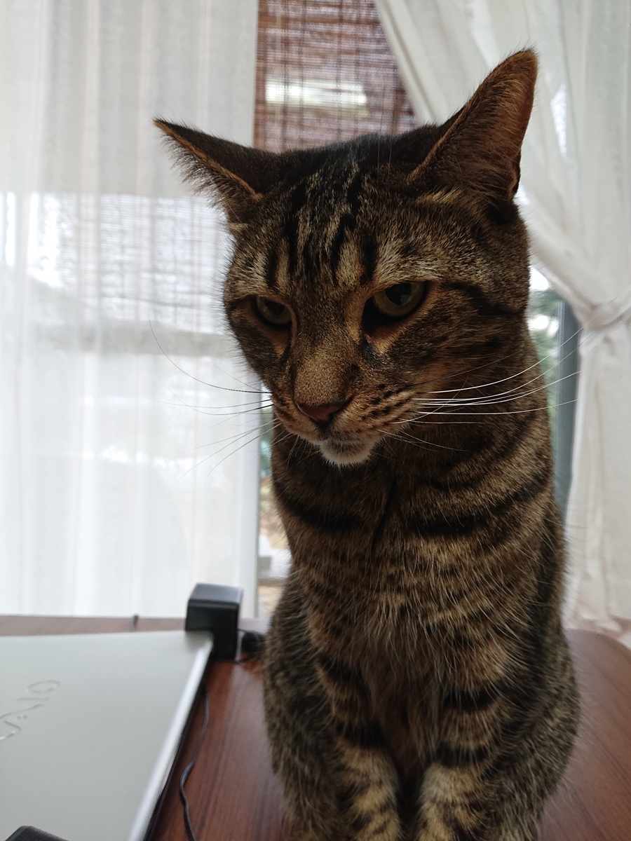 f:id:nekonohanashi:20200222070035j:plain:w350