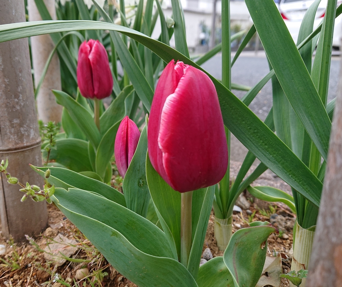 f:id:nekonohanashi:20200323081138j:plain:w300