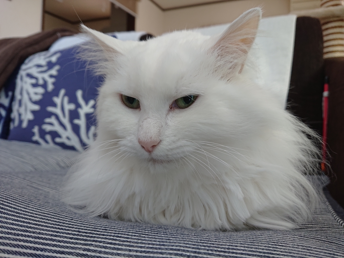 f:id:nekonohanashi:20200529103132j:plain:w350