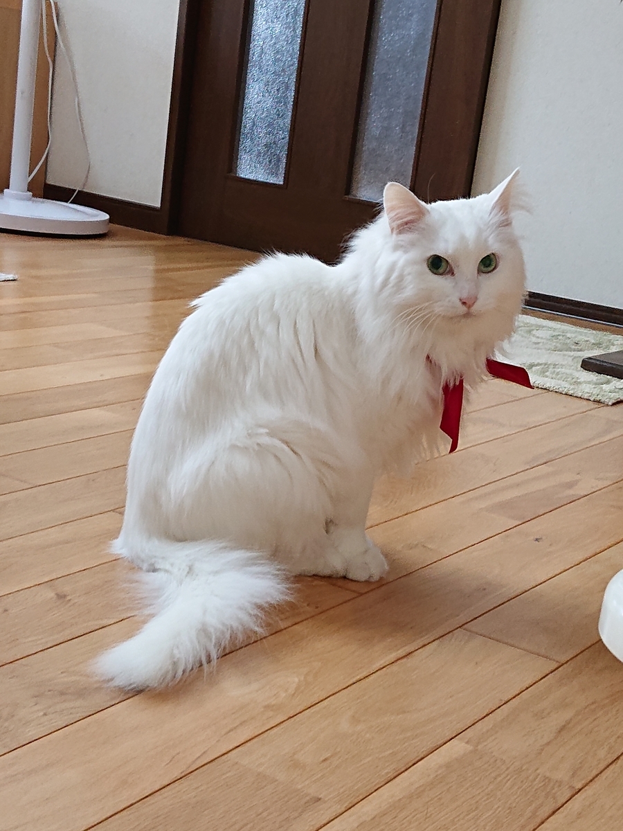 f:id:nekonohanashi:20200608061524j:plain:w350