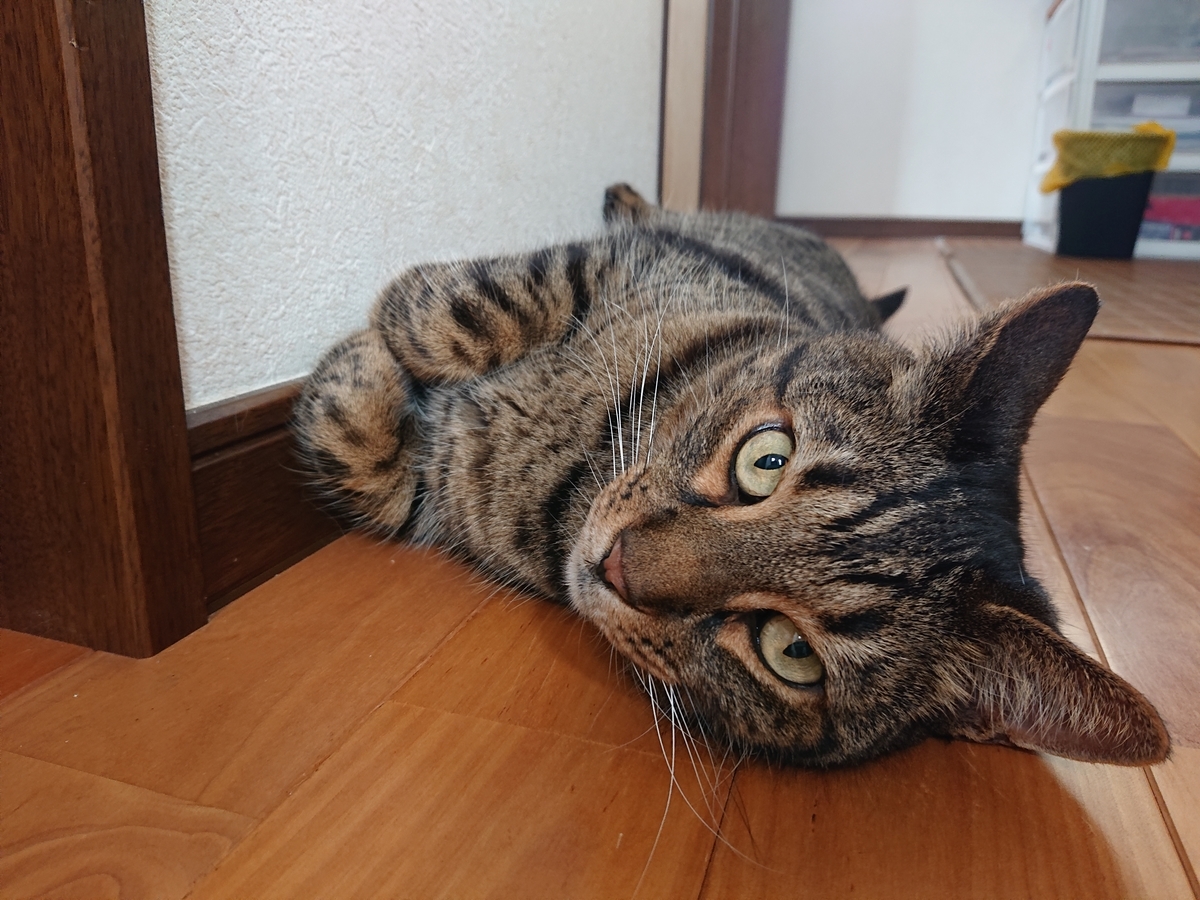 f:id:nekonohanashi:20200612095800j:plain:w350