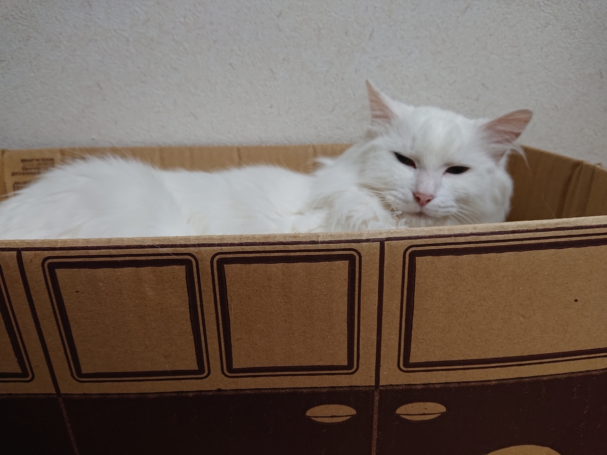 f:id:nekonohanashi:20200627224842j:plain:w350