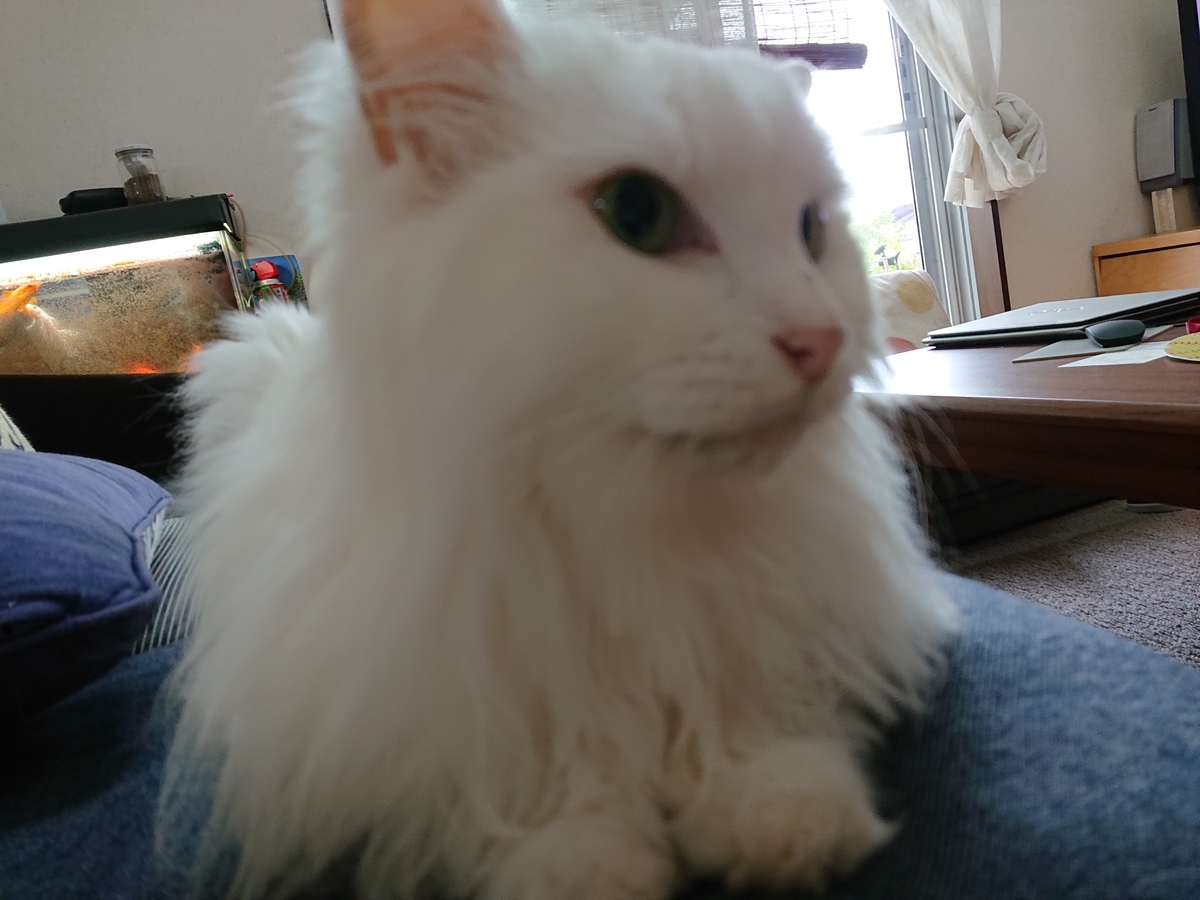 f:id:nekonohanashi:20200729063043j:plain:w350 f:id:nekonohanashi:20200729063043j:plain:w350